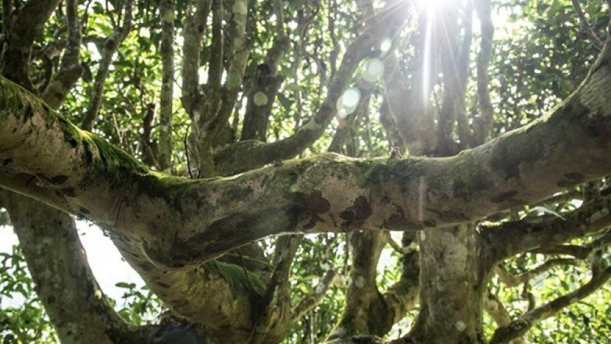 “Tra ART” honors Shan tea