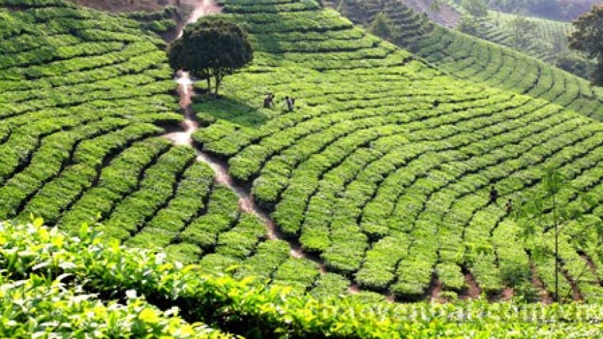 
        Yen Bai develops agro-forestry-fishery product processing
                              
