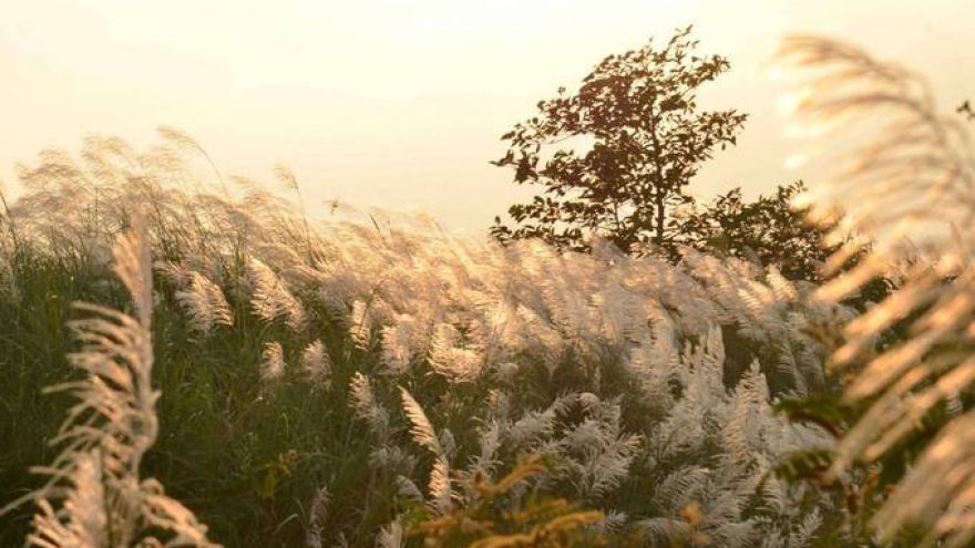 Stunning white grass flower fields in bloom in Tra Khuc river 