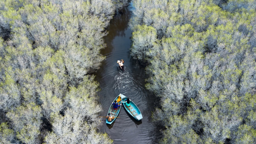 Discovering Bau Ca Cai mangrove forest in Quang Ngai