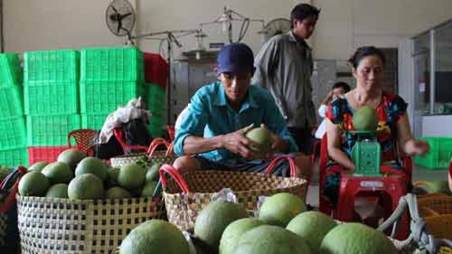 Growing green-skin grapefruits helps build new rural areas in Ben Tre