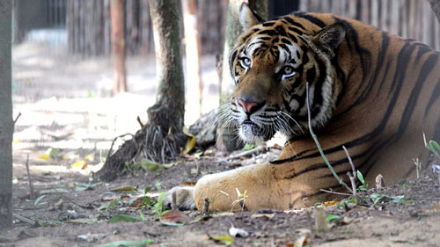 
        Bengal tigers, rare animals at Vietnam’s first semi-wildlife park
                          
                      