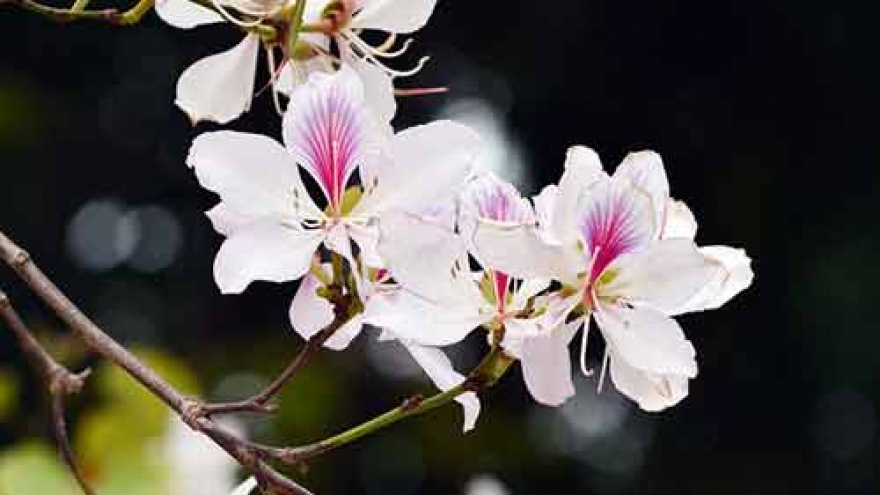 Spring blossoms signal winter’s end 