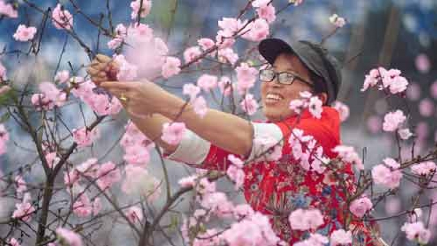 
        Cherry blossom festival just hours away
                          
                      