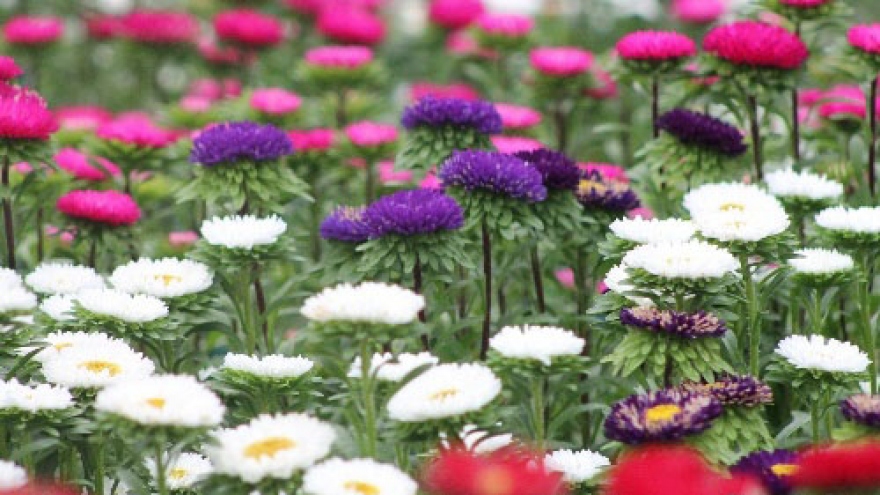 Thai Phien flower village busily preparing for Tet