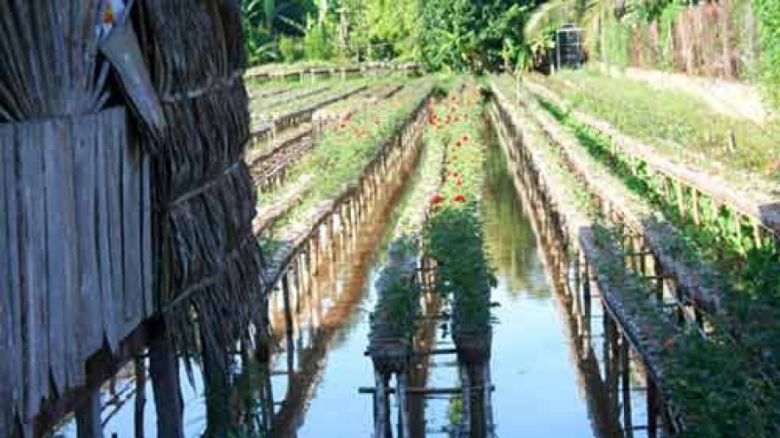 Places to visit in Dong Thap Province