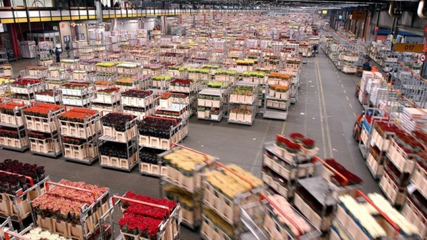 Deputy PM visits world’s largest flower auction platform in Netherlands