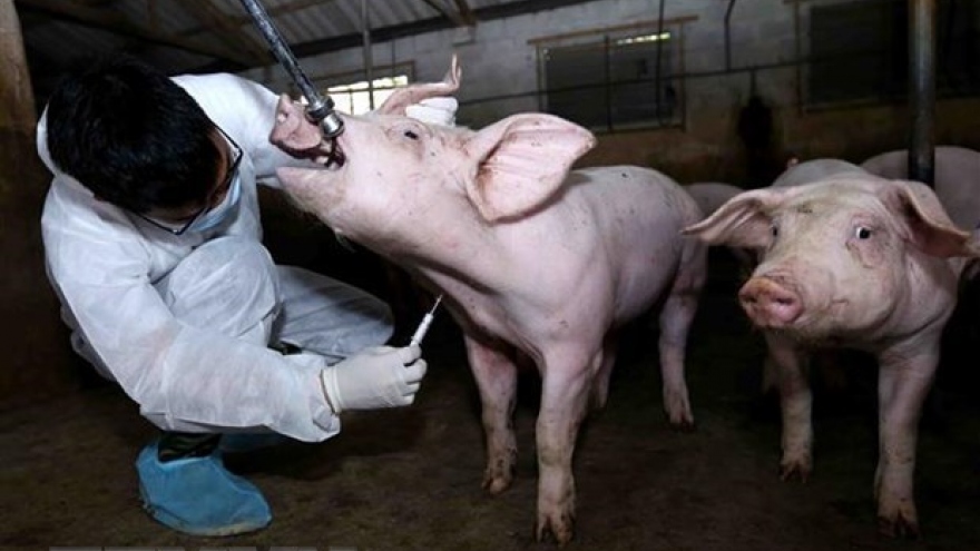 Animal inspection stations set up to prevent spread of African swine fever