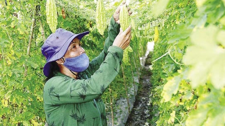 Agricultural seed market worth billions of dollars