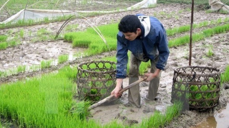 Agriculture promotes Hung Yen’s socio-economic development