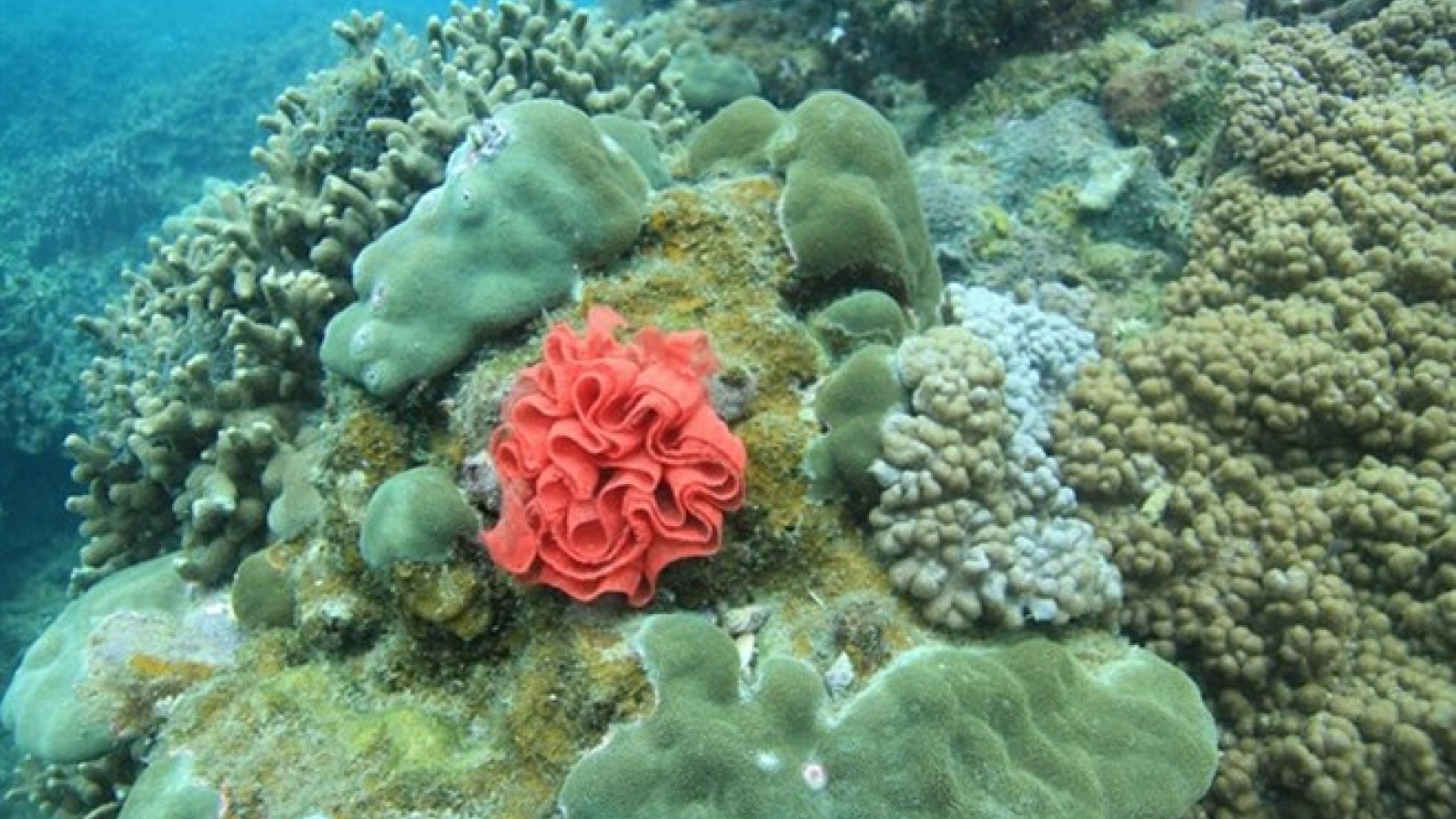 Coral reefs restored off Cham Island