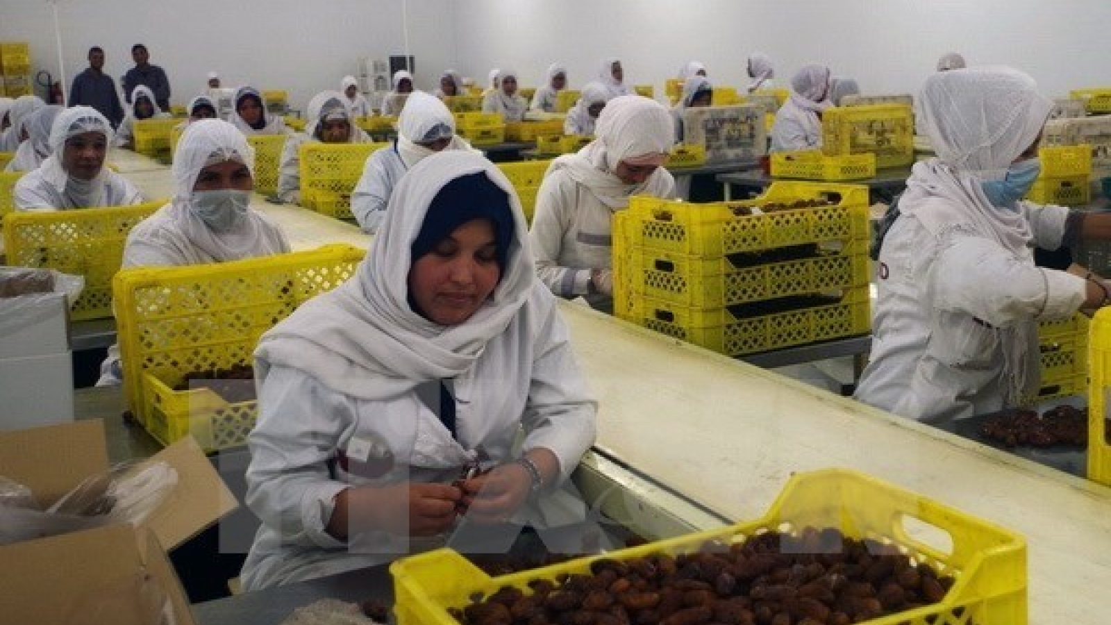 Algeria to export dates to Vietnam