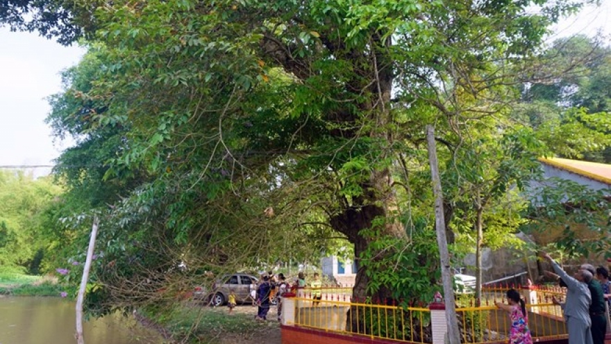 Crape myrtle trees in An Giang recognised as Heritage Trees