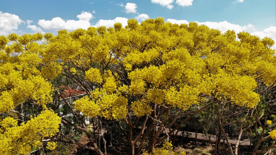 Bao Loc city sees stunning yellow-flamboyant flowers in full bloom 