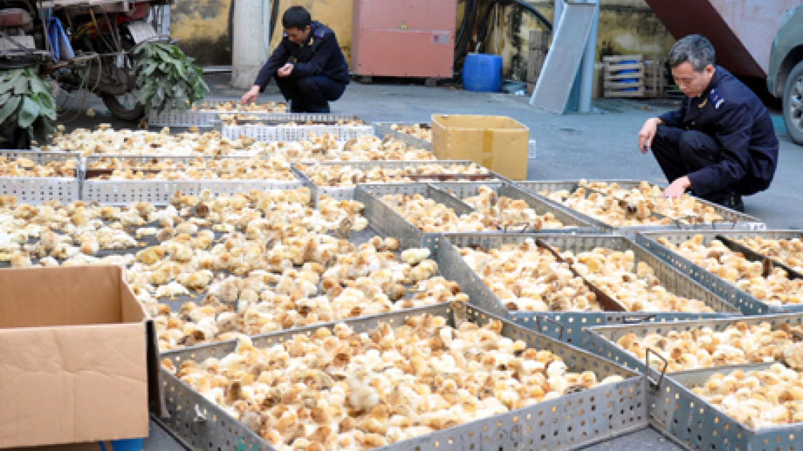 Vietnam spends nearly US$3 million on animal imports