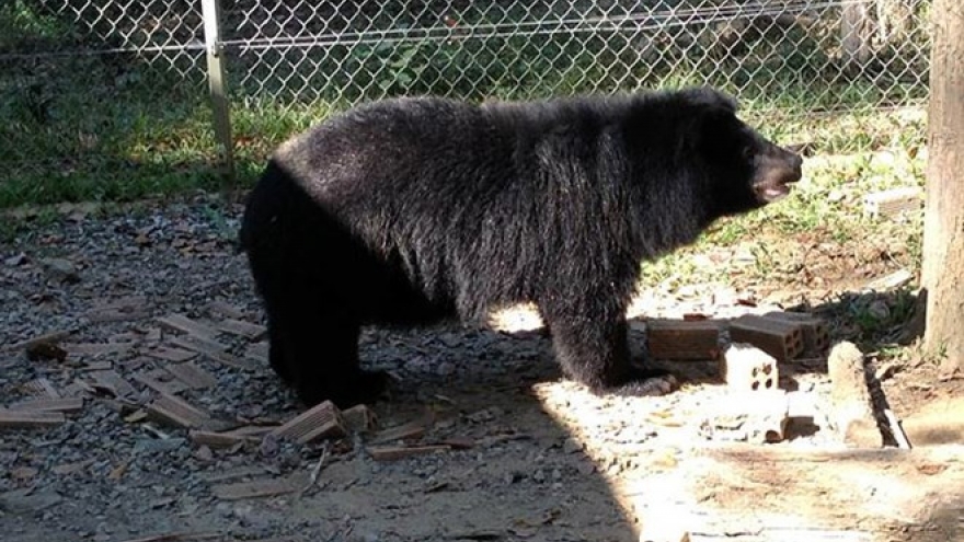 More Asian black bears in captivity in Lam Dong released