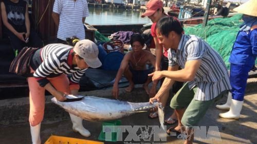 Thua Thien – Hue: offshore fishing fares well