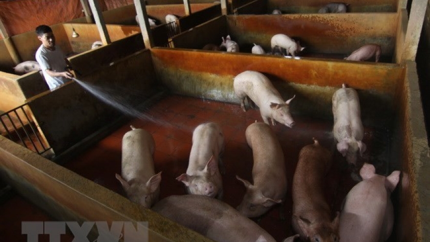 Australia helps Vietnam with slaughtering management, skills