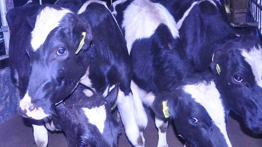Dong Nai imports another 1,500 cows from Australia