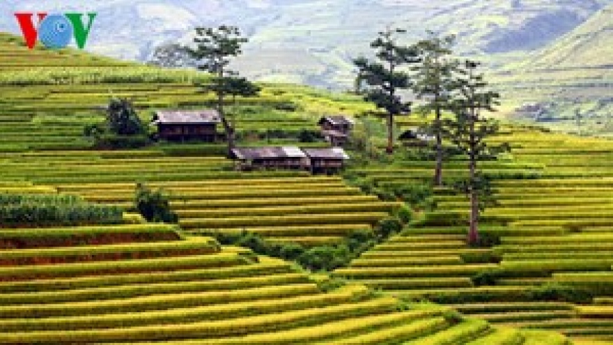 Terraced fields in Mu Cang Chai