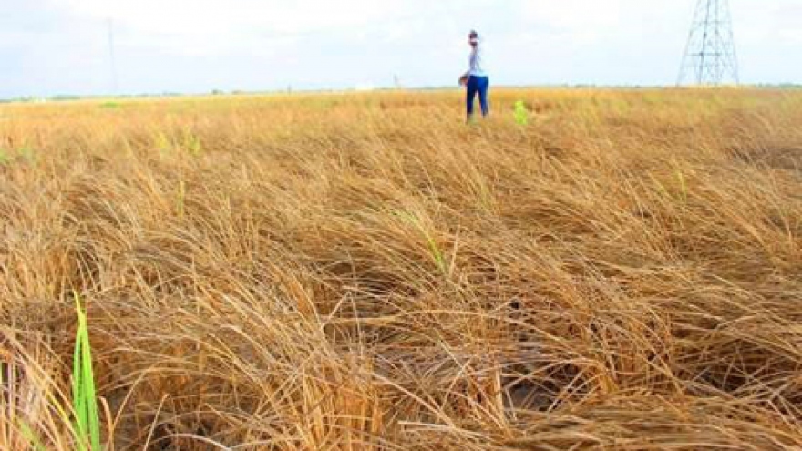 Vietnam ensures food security amid climate change