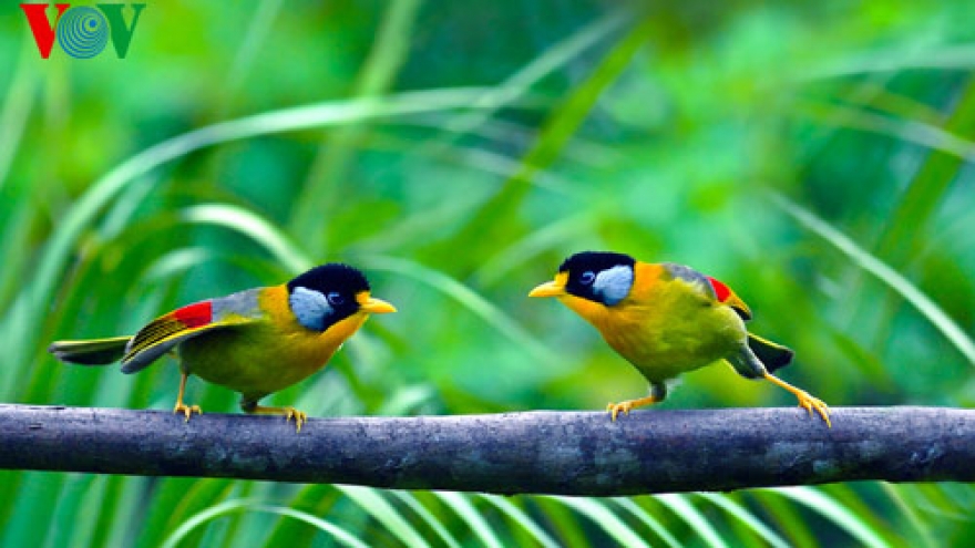Yen Phuc bird market