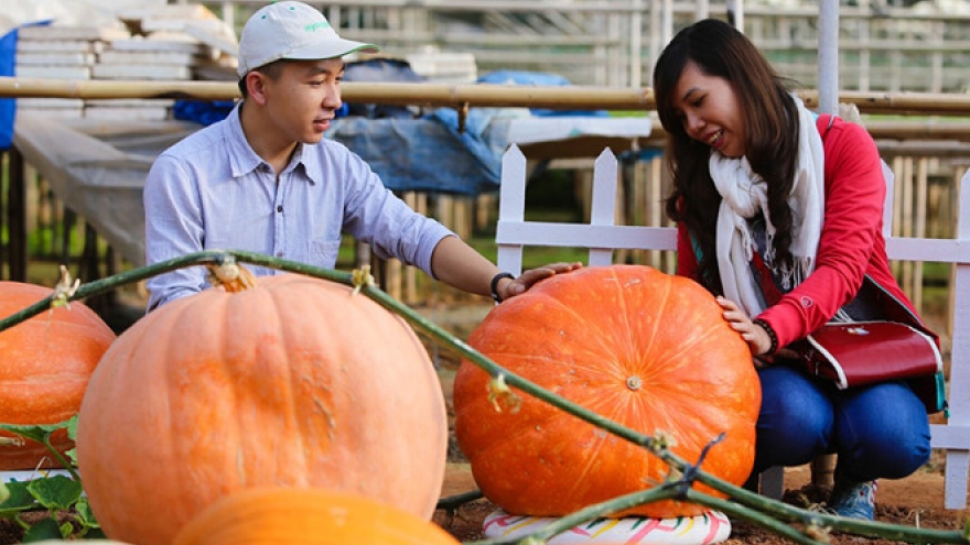 Check out the biggest pumpkins in Vietnam 