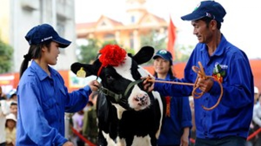 Milk cow beauty contest 