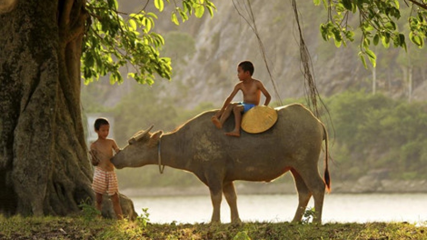 Buffalo boys of Nghe An Province