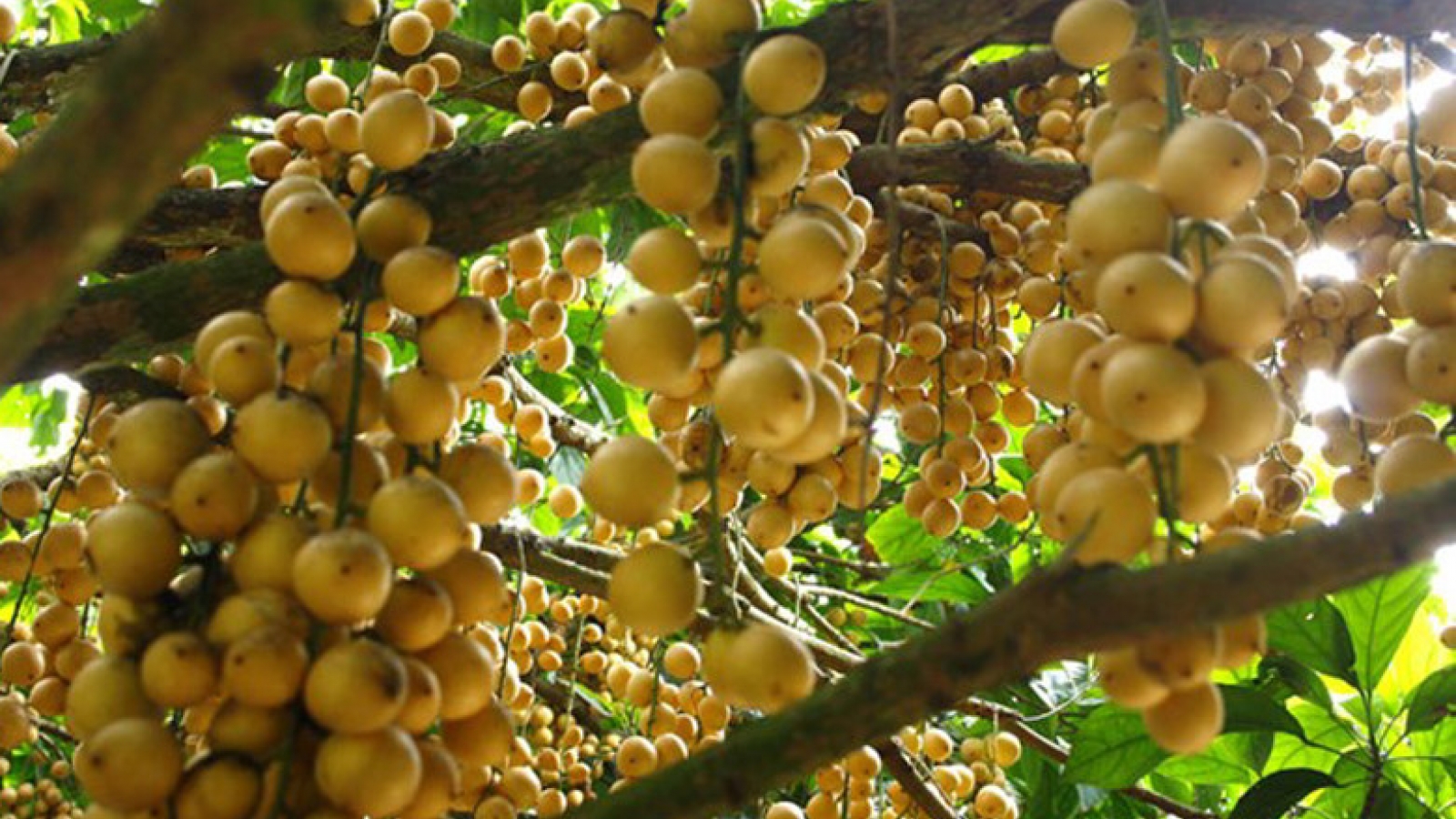 Gardens of tropical fruit langsat – new tourist destinations 