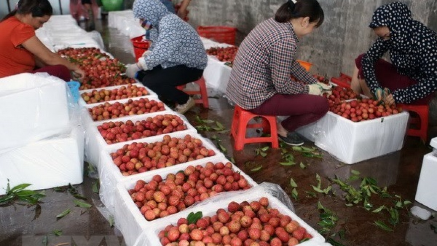 Bac Giang’s lychee value estimated at US$240 million