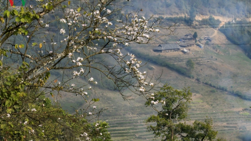 
        Ban flower- the hidden charm of northwest region
                          
                      