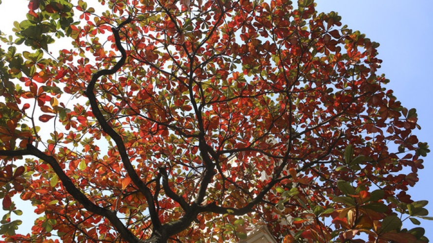 Red leaves adorn Hanoi streets 