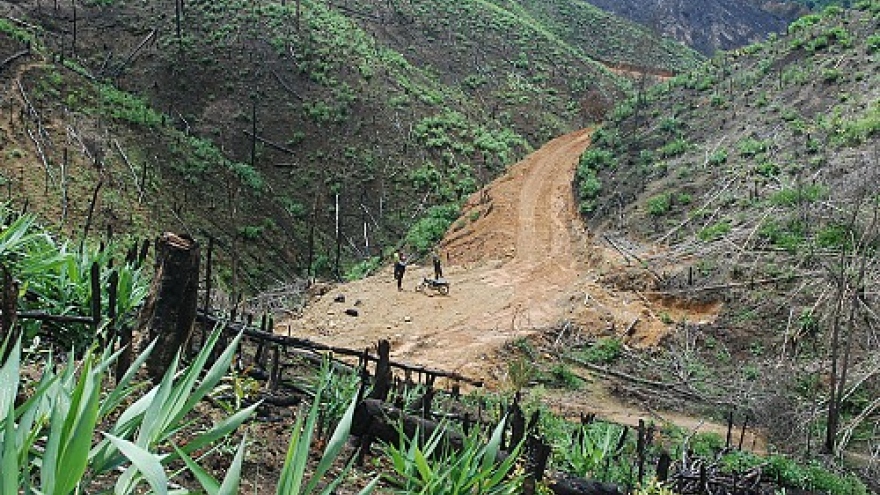 Deforestation haunts Vietnam’s Central Highlands