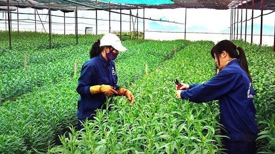 Japan helps develop organic agriculture in Ben Tre