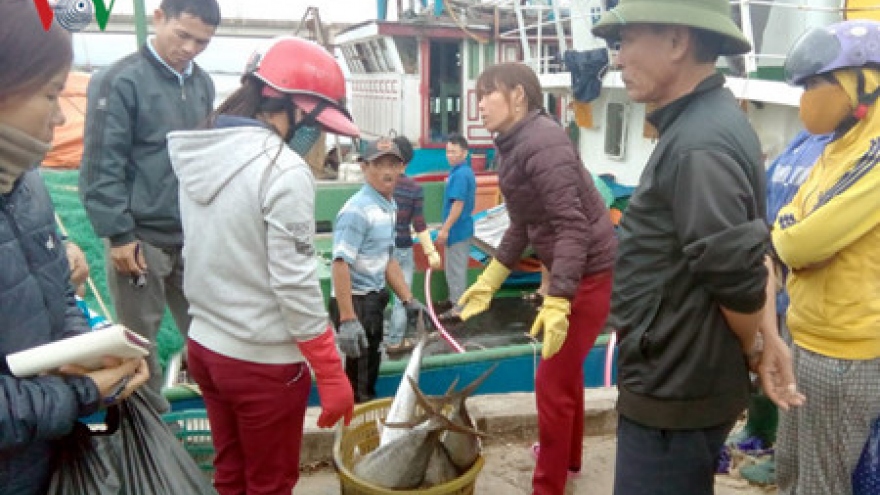 Binh Dinh fishermen net bumper catch