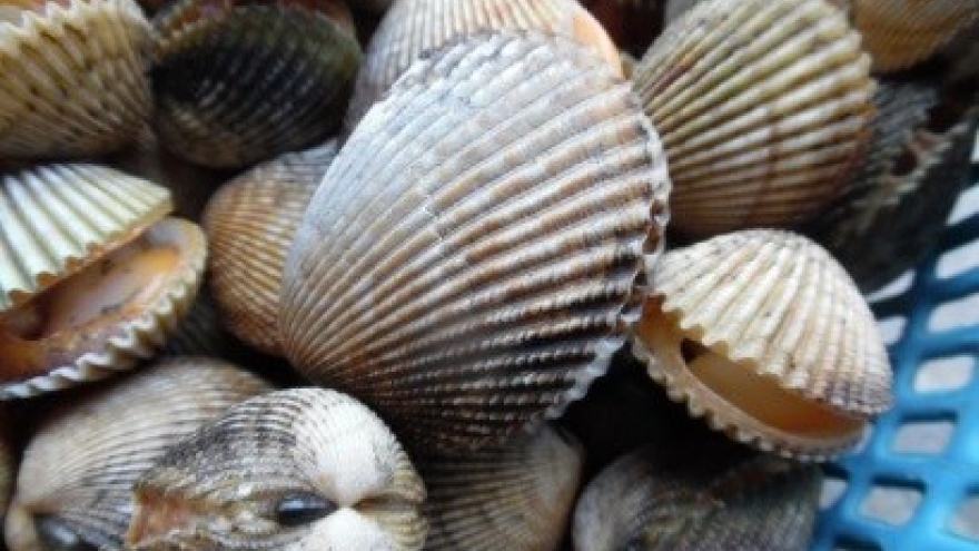 Binh Thuan bans mollusk, bivalve catching temporarily
