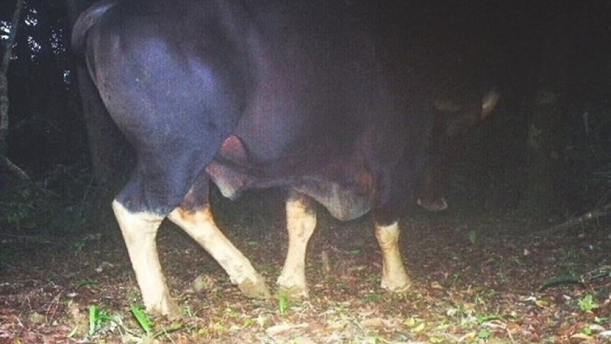 Bison, pelicans discovered in central provinces