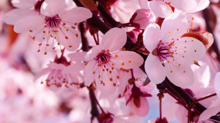 1,000 Japanese cherry trees planted in Dien Bien province