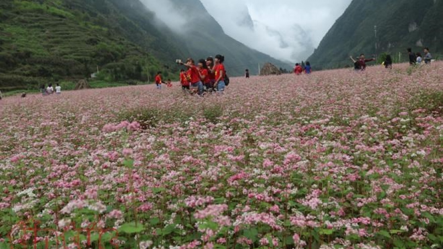 Buckwheat flower festival in Ha Giang promises diverse activities