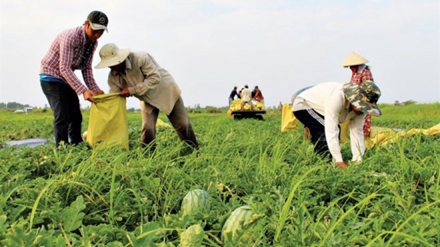 Bumper Tet for watermelon farmers