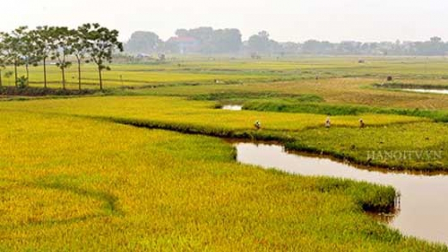 Rice paddy fields on the outskirts of Hanoi