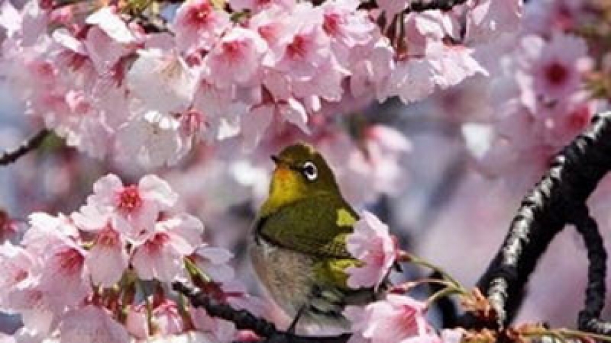 Japan gives 140 cherry trees to Quang Ninh 