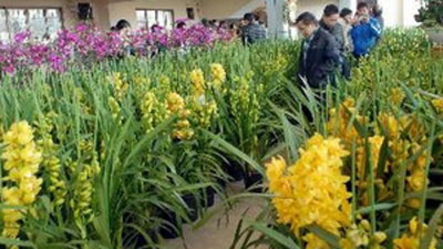 Hanoi to hold 65 Lunar New Year flower markets