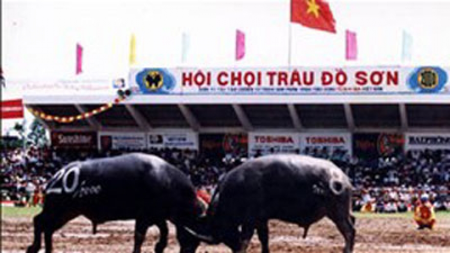 Buffalo fighting festival recognized as national intangible heritage