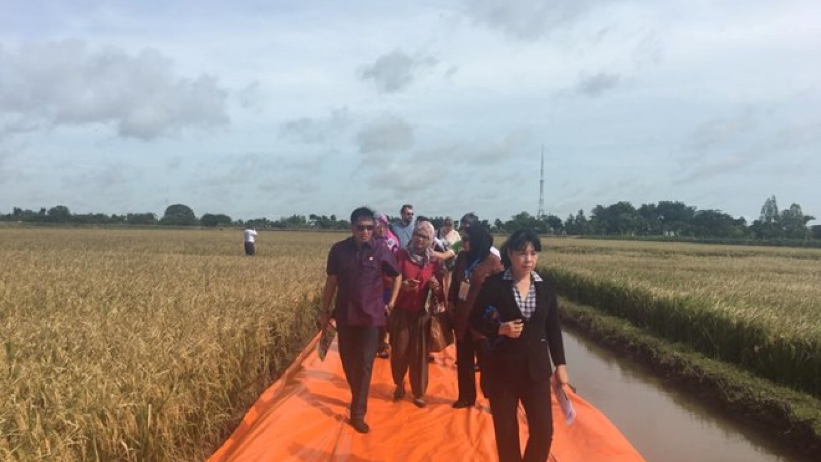 APEC officials interested in Vietnam’s rice production, export