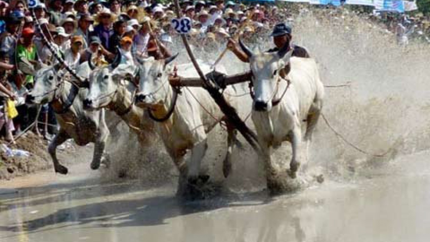 Bay Nui ox race excites spectators