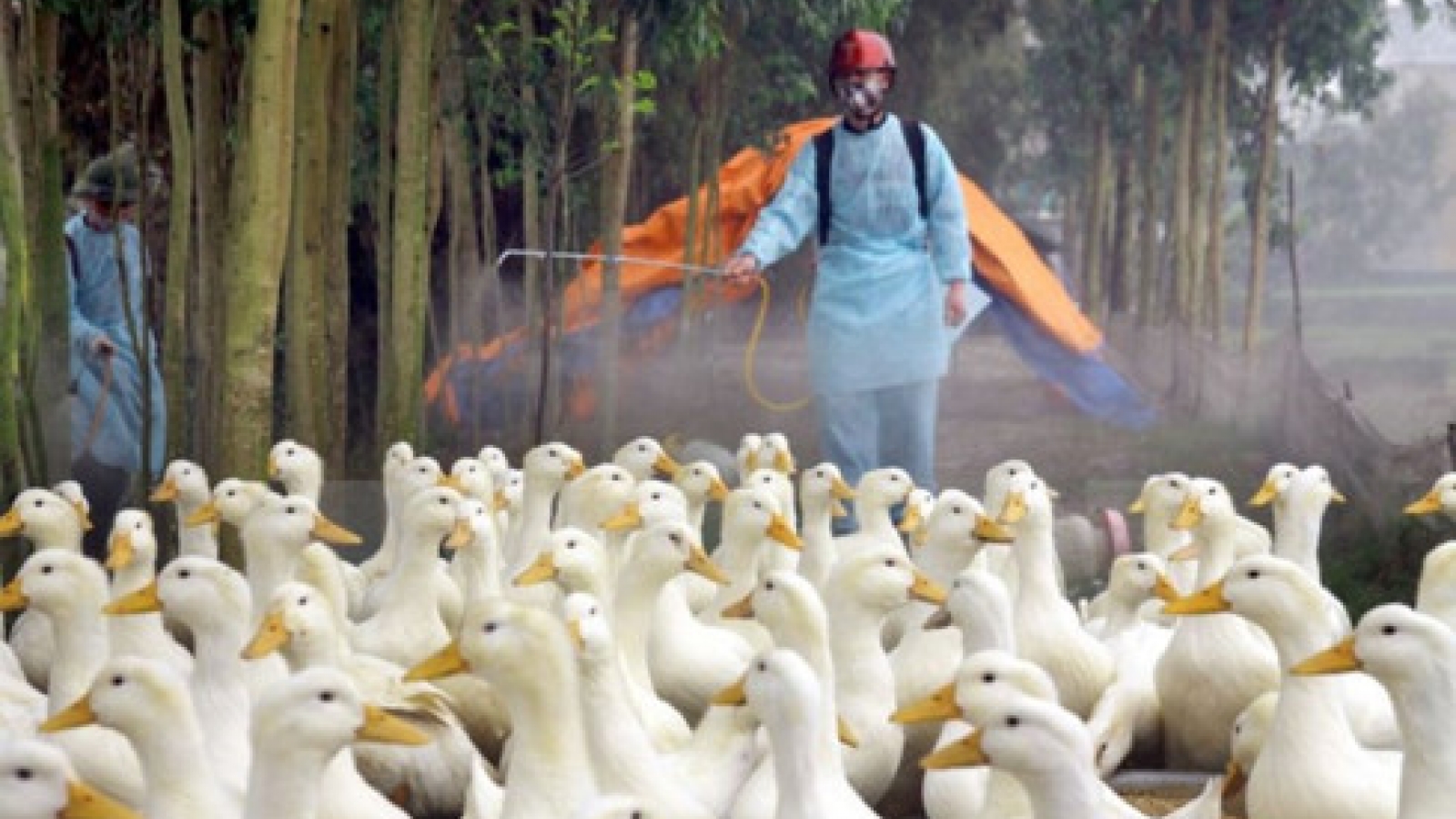 Bird flu outbreak found at a Vietnamese farm