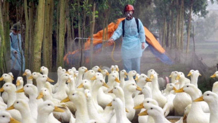 Bird flu outbreak found at a Vietnamese farm