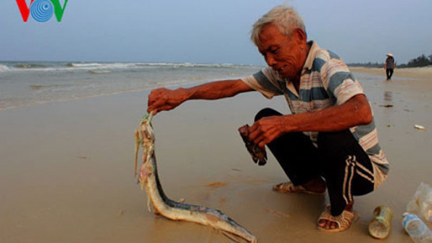 Mass fish deaths in central coastal region